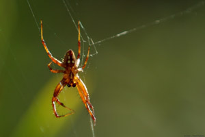 Spider_6488