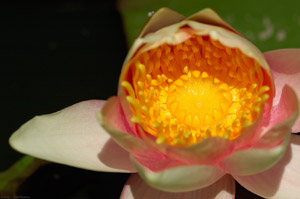 WaterLily_7034