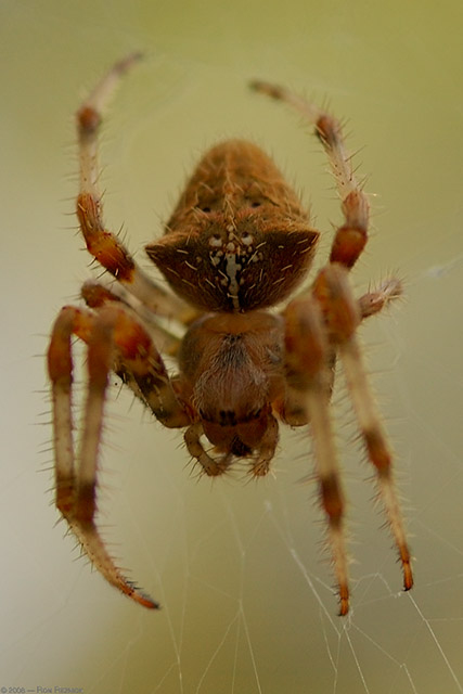 Spider_2509
