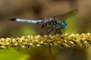 Dragonfly_6229