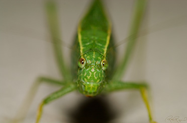 Leafhopper_2191