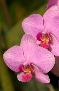 Phalaenopsis_Orchid_1086