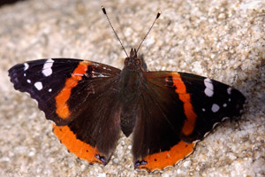 RedAdmiral_HS0308