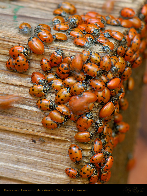 Hibernating_Ladybugs_X2516c_M