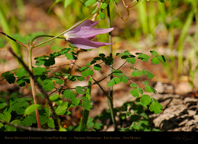 Rocky_Mountain_Clematis_X5109