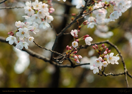 Sakura_Blossoms_Ueno_Park_7596