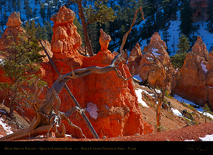 Bryce_Canyon_Dead_Tree_in_Winter_5404