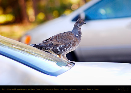 Blue_Grouse_Hood_Ornament_Bryce_Canyon_0557