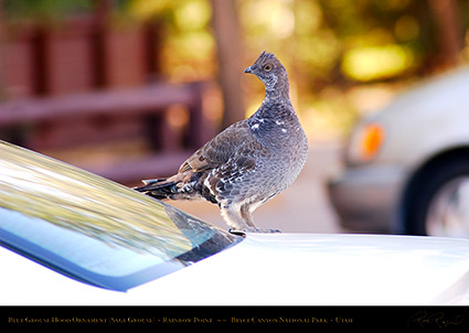 Blue_Grouse_Hood_Ornament_Bryce_Canyon_0561