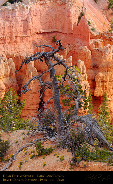 Bryce_Canyon_Dead_Tree_Fairyland_X2123