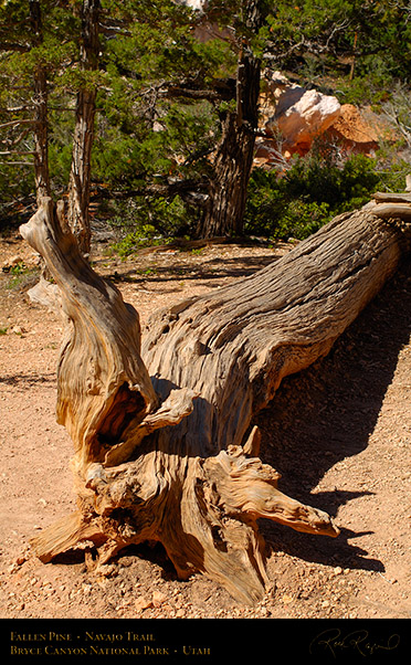 Bryce_Canyon_Fallen_Pine_Navajo_Trail_X2049