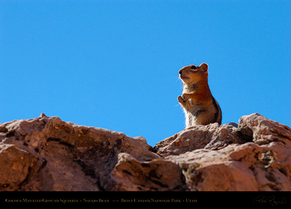Golden-Mantled_Squirrel_Bryce_Canyon_5667