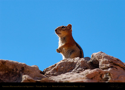 Golden-Mantled_Squirrel_Bryce_Canyon_5668