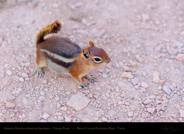 Golden-Mantled_Squirrel_Bryce_Canyon_X2006