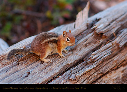 Golden-Mantled_Squirrel_Bryce_Canyon_X2021