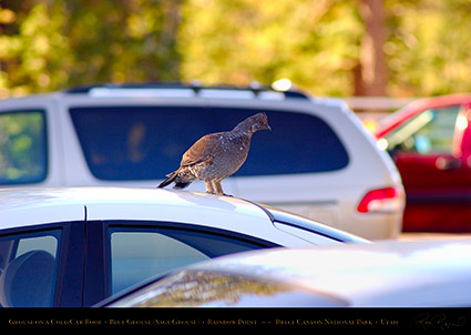 Grouse_on_a_Cold_Car_Roof_Bryce_Canyon_0552