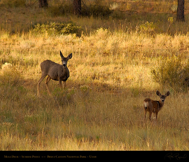 Mule_Deer_Bryce_Canyon_1778