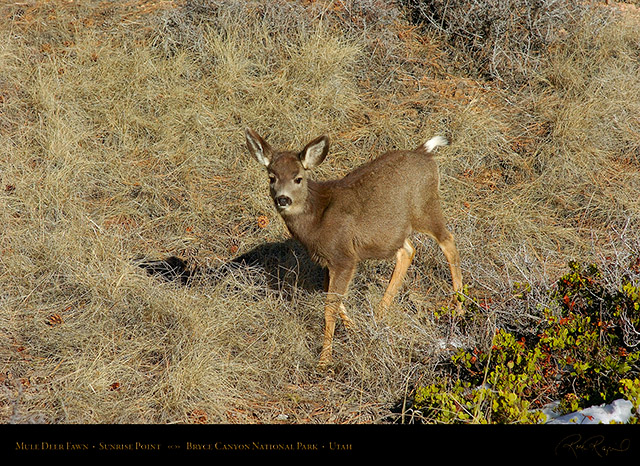 Mule_Deer_Fawn_Bryce_Canyon_5452