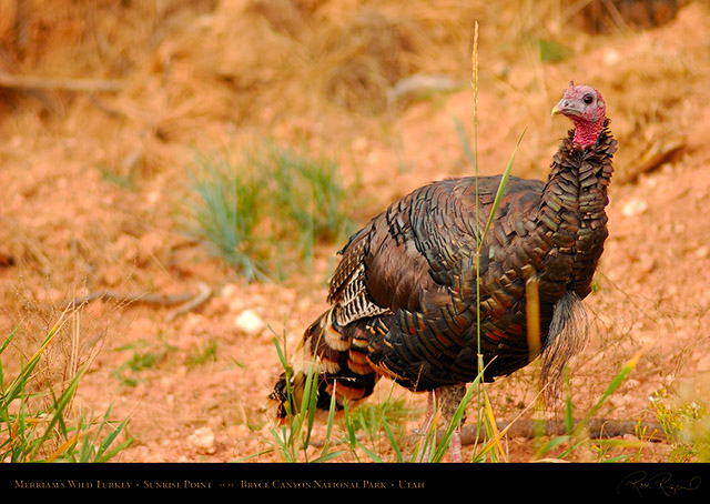 Wild_Turkey_Bryce_Canyon_1763