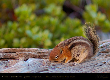 Golden-Mantled_Squirrel_Bryce_Canyon_X2016
