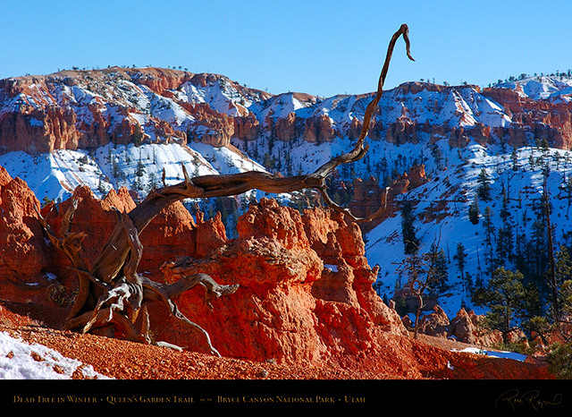 Bryce_Canyon_Dead_Tree_in_Winter_5399