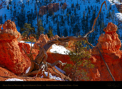Bryce_Canyon_Dead_Tree_in_Winter_5402