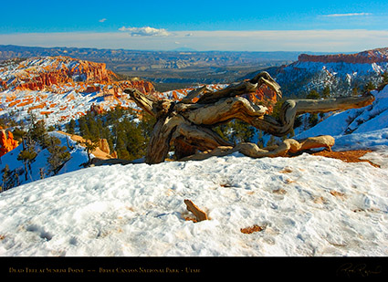 Bryce_Canyon_Dead_Tree_at_Sunrise_Point_5313
