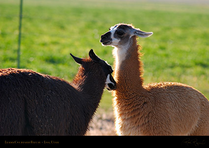 Llama_Courtship_Loa_Utah_1311