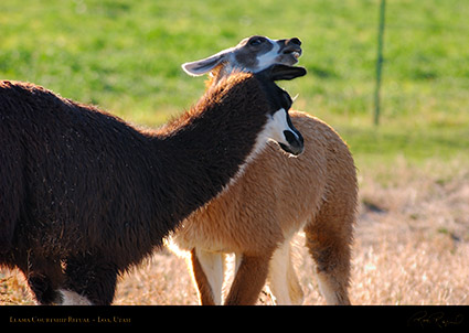 Llama_Courtship_Loa_Utah_1312