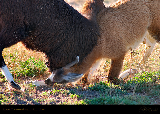 Llama_Courtship_Loa_Utah_1313