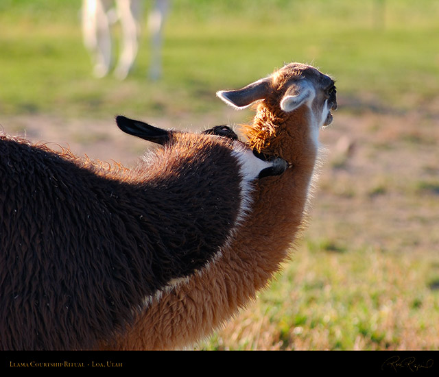 Llama_Courtship_Loa_Utah_1316