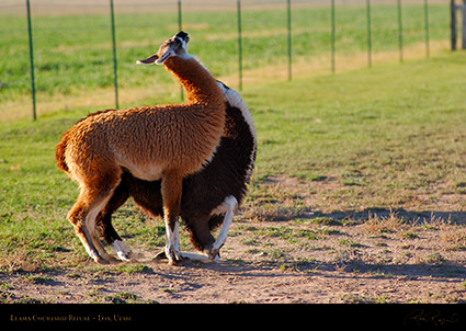 Llama_Courtship_Loa_Utah_1318