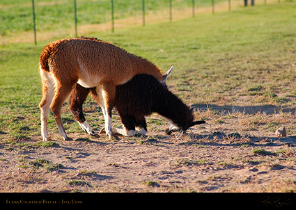 Llama_Courtship_Loa_Utah_1319