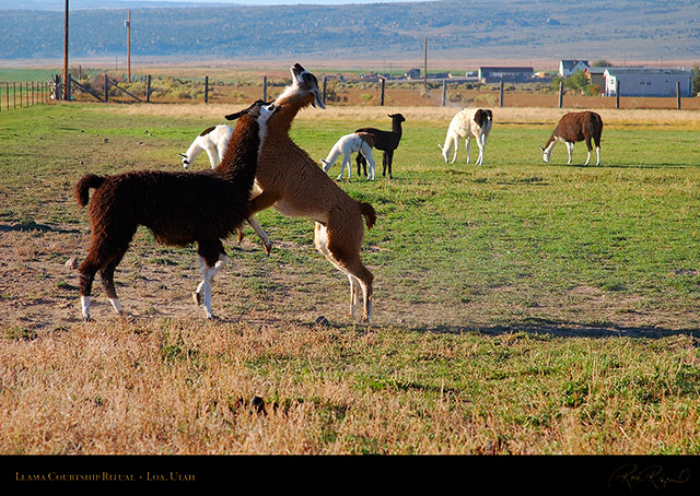 Llama_Courtship_Loa_Utah_1321