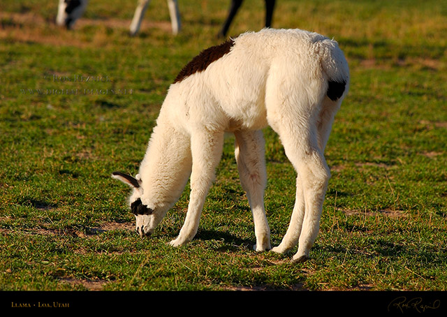 Llama_Loa_Utah_1296