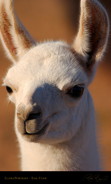 Llama_Portrait_Loa_Utah_1299