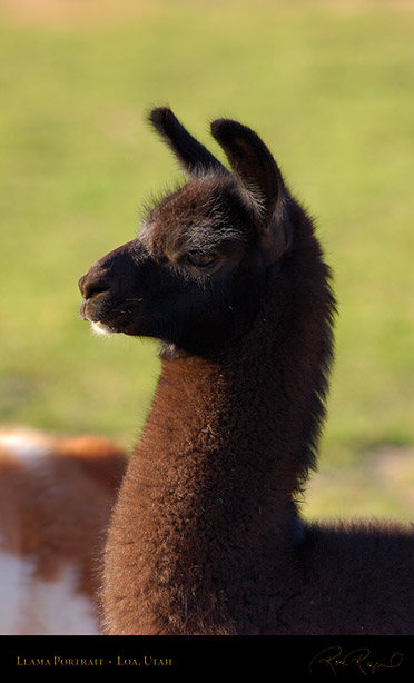 Llama_Portrait_Loa_Utah_1302