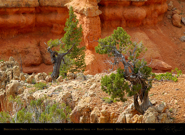 Red_Canyon_Bristlecone_Pines_Arches_Trail_X2358