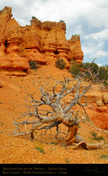 Red_Canyon_Tree_Skeleton_Arches_Trail_X2321