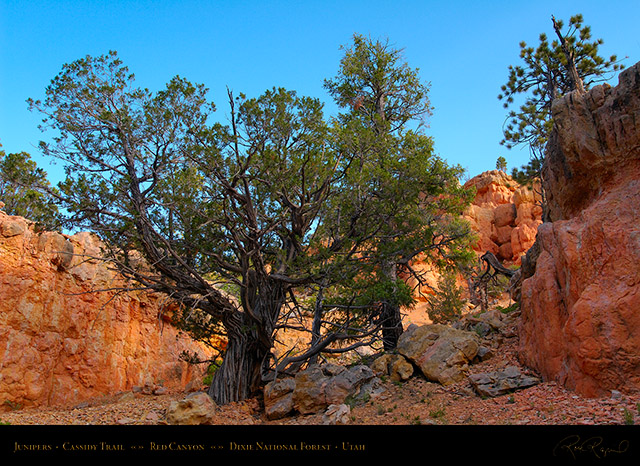Red_Canyon_Junipers_Cassidy_Trail_X2191