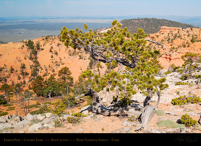 Red_Canyon_Limber_Pine_Cassidy_Trail_X2231