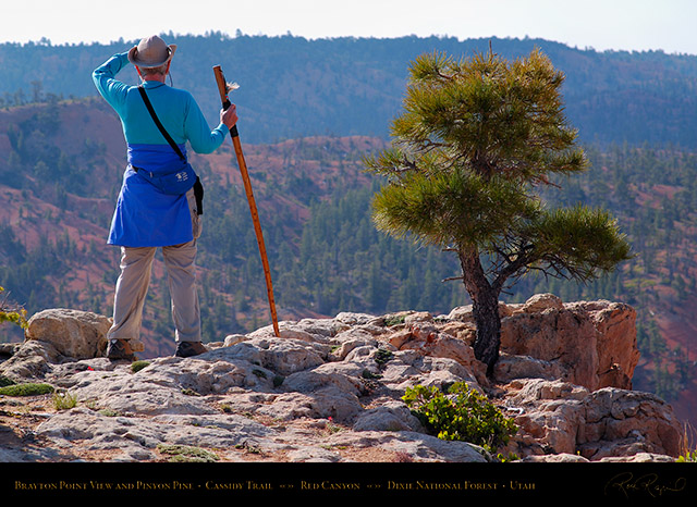 Red_Canyon_View_Pinyon_Pine_Cassidy_Trail_X2223