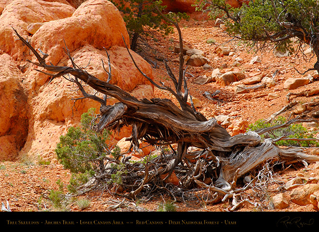 Red_Canyon_Tree_Skeleton_Arches_Trail_X2299