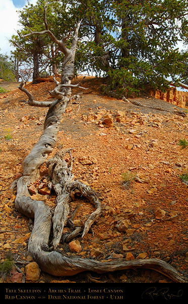 Red_Canyon_Tree_Skeleton_Arches_Trail_X2352
