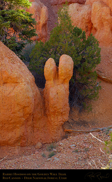Red_Canyon_Rabbit_Golden_Wall_Trail_X5704