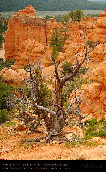 Red_Canyon_Bristlecone_Pine_Arches_Trail_X2308