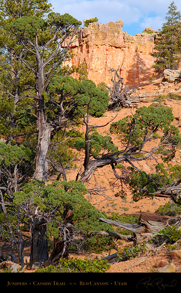Red_Canyon_Junipers_Cassidy_Trail_X2185