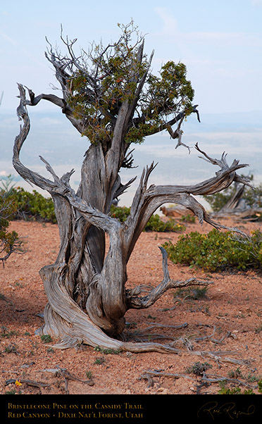 Red_Canyon_Bristlecone_Pine_Cassidy_Trail_X2214
