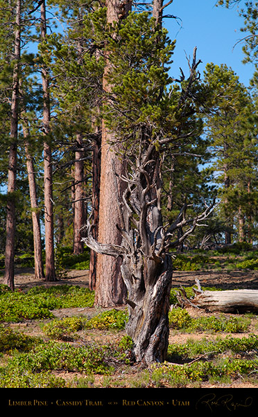 Red_Canyon_Limber_Pine_Cassidy_Trail_X2211