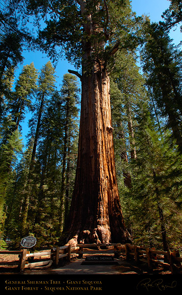General_Sherman_Tree_Sequoia_X0201